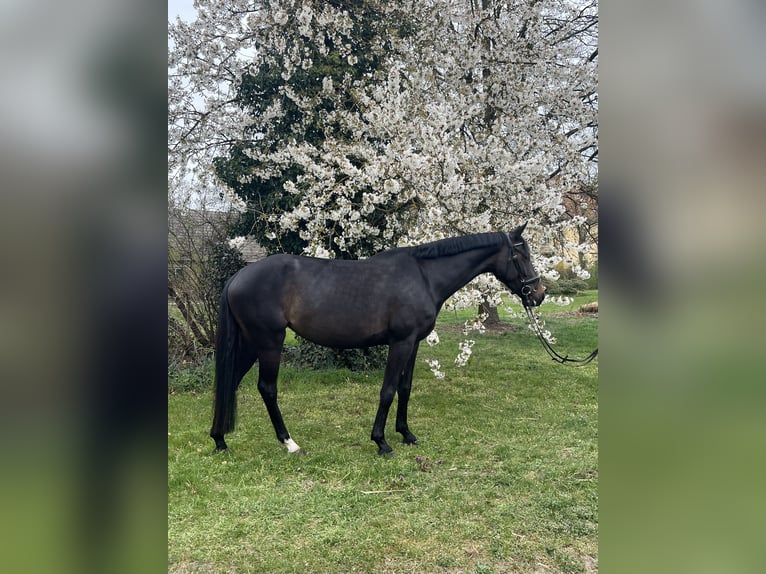 Westfaliano Yegua 5 años 162 cm Morcillo in Ludwigsfelde