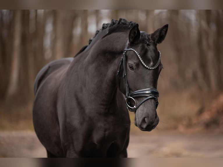 Westfaliano Yegua 5 años 162 cm Morcillo in Wehringen