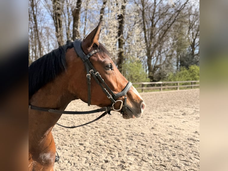 Westfaliano Yegua 5 años 163 cm Castaño in Wermelskirchen