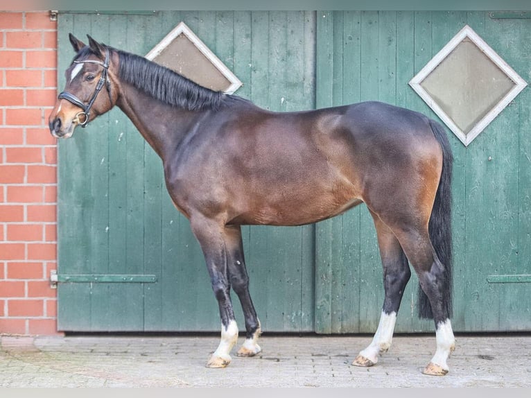 Westfaliano Yegua 5 años 163 cm Castaño in Bötersen