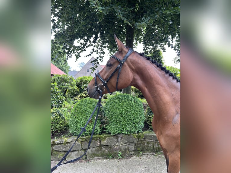 Westfaliano Yegua 5 años 163 cm Castaño in Ibbenbüren