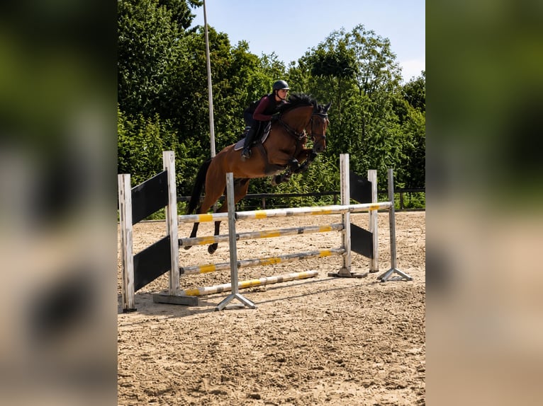 Westfaliano Yegua 5 años 163 cm Castaño in Osnabrück