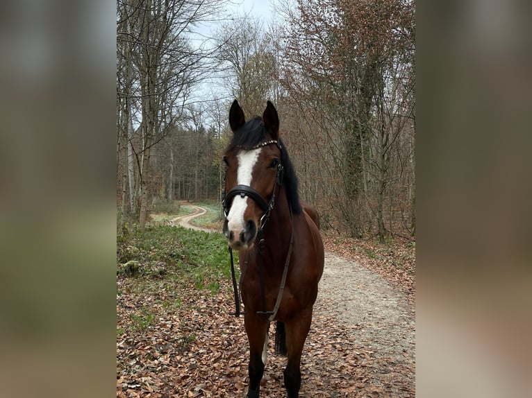 Westfaliano Yegua 5 años 164 cm Castaño in Lörrach