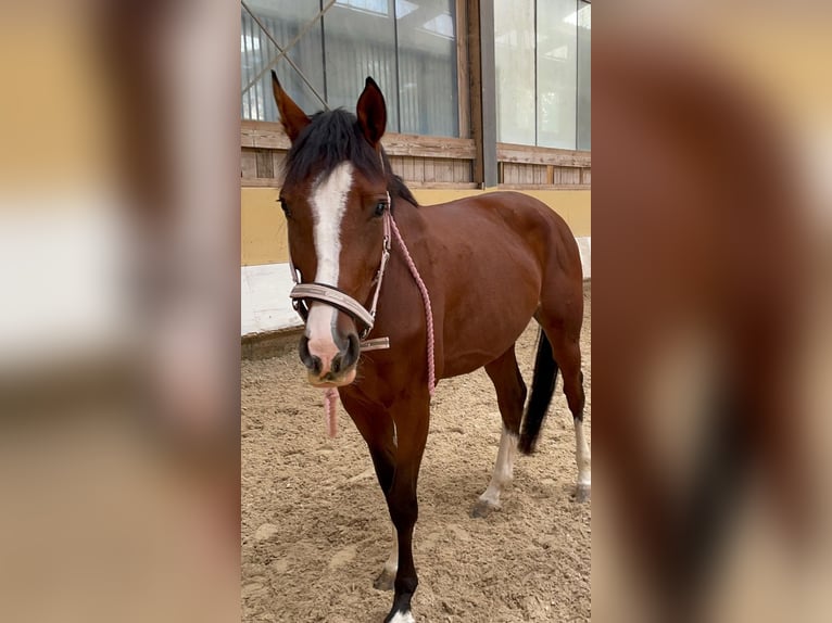 Westfaliano Yegua 5 años 164 cm Castaño in Lörrach