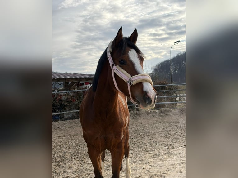 Westfaliano Yegua 5 años 164 cm Castaño in Lörrach