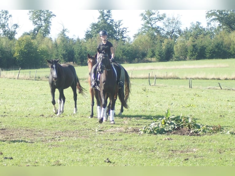 Westfaliano Yegua 5 años 164 cm Morcillo in Iserlohn