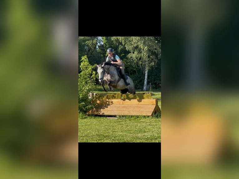 Westfaliano Yegua 5 años 164 cm Tordo rodado in Schenklengsfeld