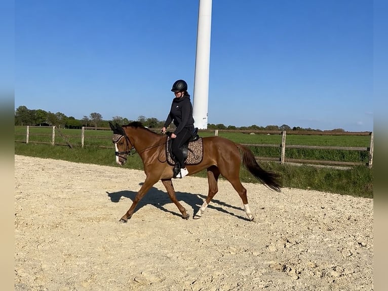 Westfaliano Yegua 5 años 165 cm Alazán in Herten