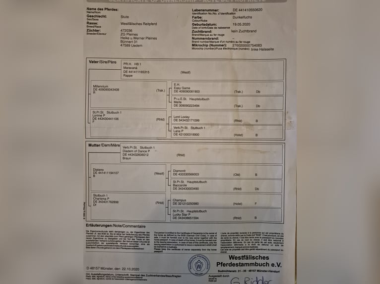 Westfaliano Yegua 5 años 165 cm Alazán-tostado in Amelinghausen