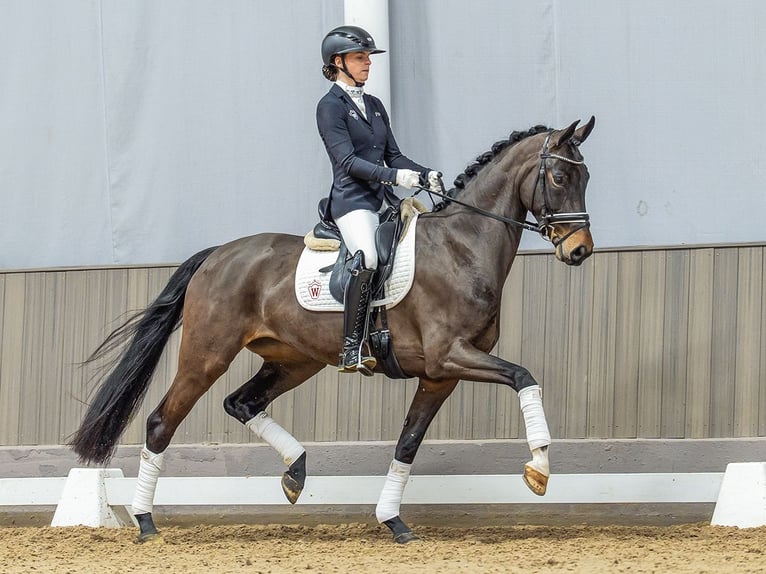 Westfaliano Yegua 5 años 165 cm Castaño in Münster-Handorf