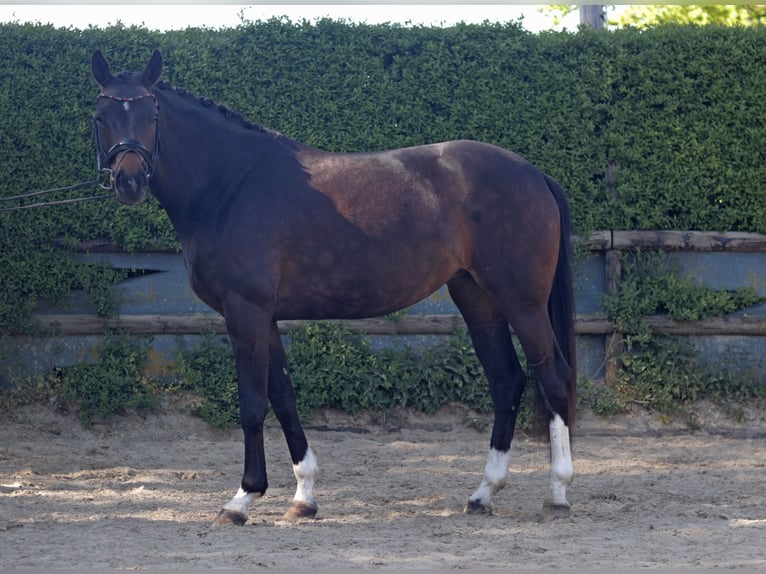 Westfaliano Yegua 5 años 165 cm Castaño in Erkelenz