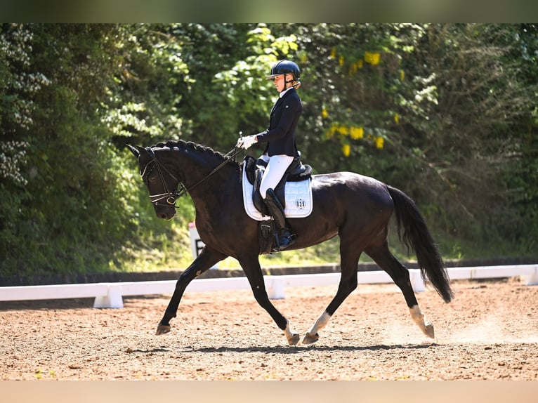 Westfaliano Yegua 5 años 165 cm Castaño oscuro in Sangerhausen