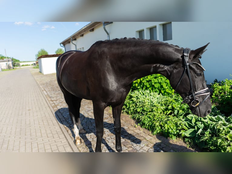 Westfaliano Yegua 5 años 165 cm Castaño oscuro in Sangerhausen