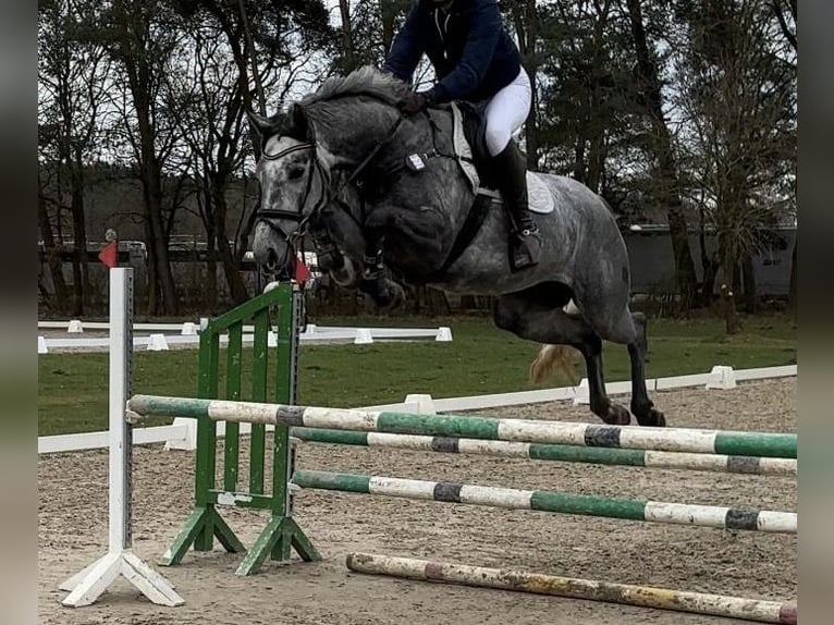 Westfaliano Yegua 5 años 165 cm Tordo rodado in Schmilau