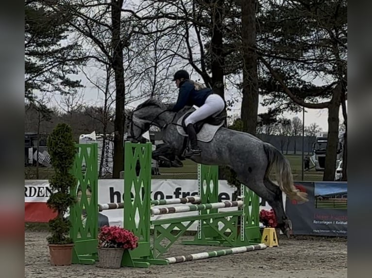Westfaliano Yegua 5 años 165 cm Tordo rodado in Schmilau