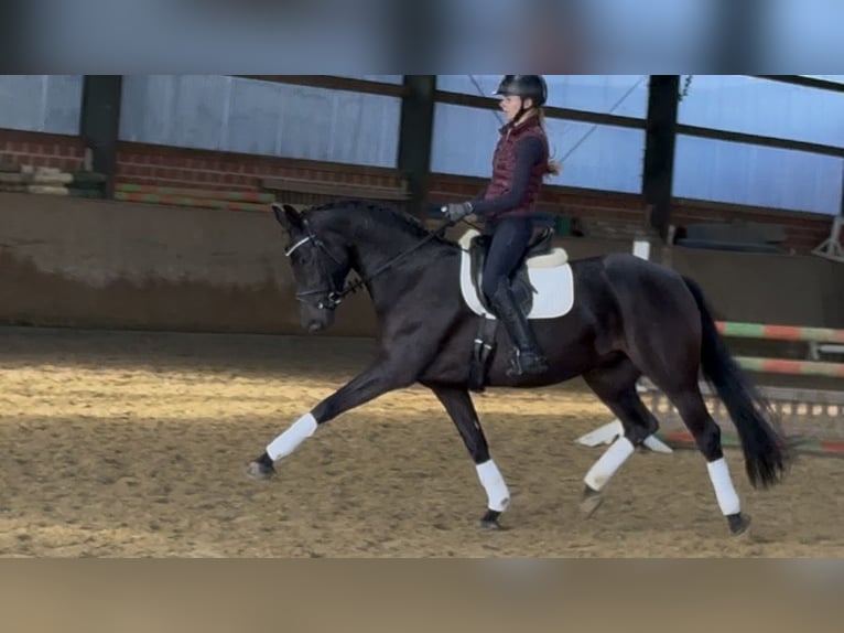 Westfaliano Yegua 5 años 166 cm Castaño oscuro in WarendorfWarendorf-Milte