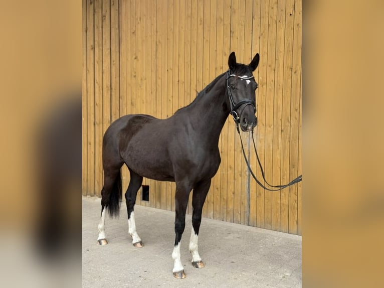 Westfaliano Yegua 5 años 166 cm Morcillo in Hörstel