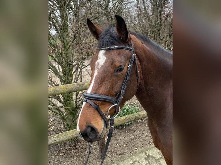 Westfaliano Yegua 5 años 167 cm Castaño in Bocholt