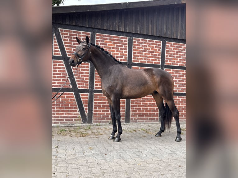Westfaliano Yegua 5 años 167 cm Castaño oscuro in Telgte