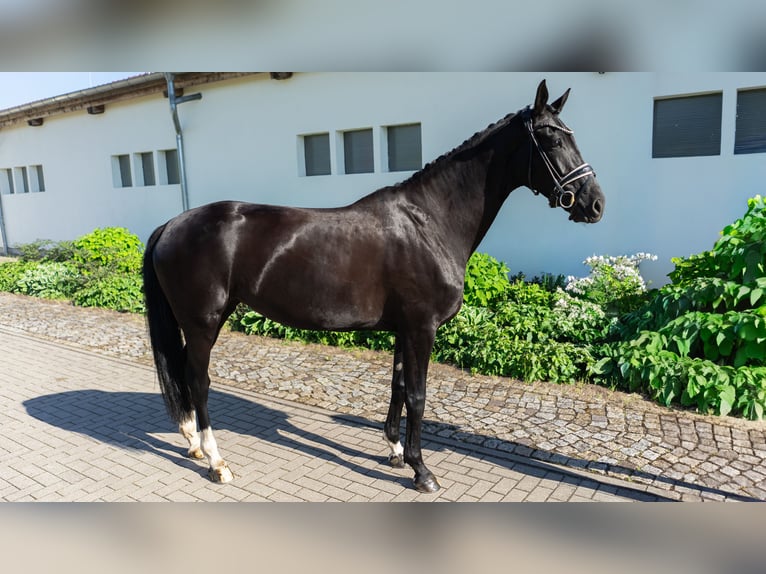 Westfaliano Yegua 5 años 167 cm Castaño oscuro in Sangerhausen