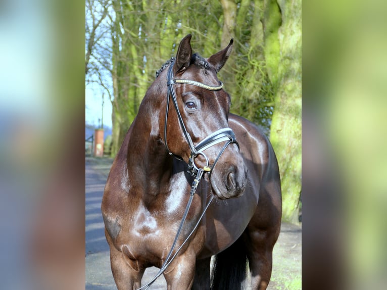 Westfaliano Yegua 5 años 167 cm Negro in Cappeln (Oldenburg)