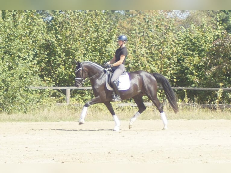 Westfaliano Yegua 5 años 167 cm Negro in Iserlohn