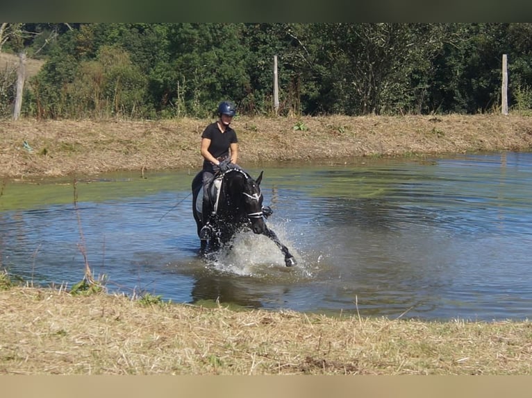 Westfaliano Yegua 5 años 167 cm Negro in Iserlohn
