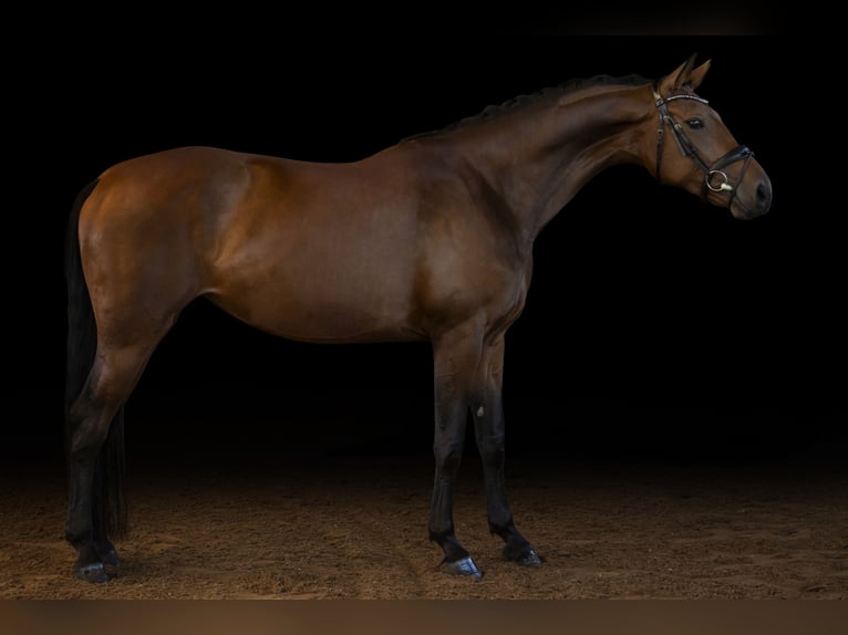 Westfaliano Yegua 5 años 168 cm Castaño in Wiesbaden