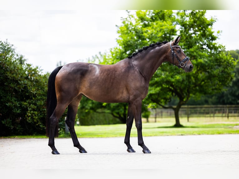 Westfaliano Yegua 5 años 168 cm Castaño oscuro in Hörstel