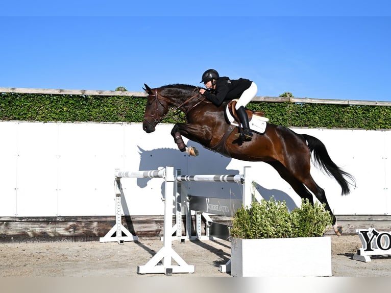 Westfaliano Yegua 5 años 168 cm Castaño oscuro in Waddinxveen