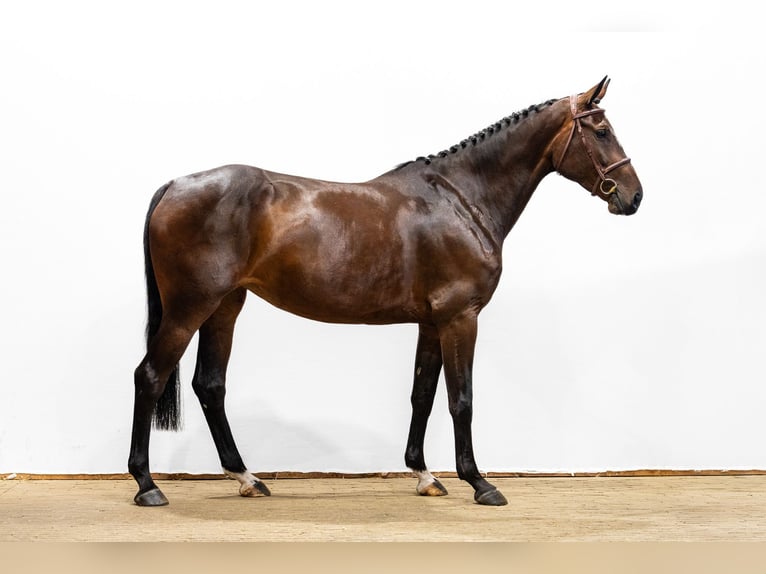 Westfaliano Yegua 5 años 168 cm Castaño oscuro in Waddinxveen