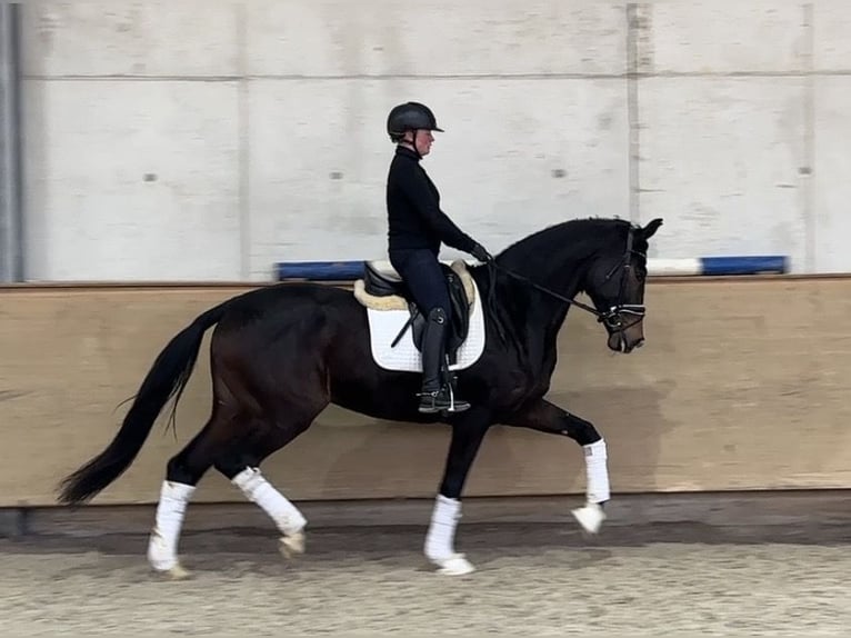 Westfaliano Yegua 5 años 169 cm Castaño oscuro in Jengen