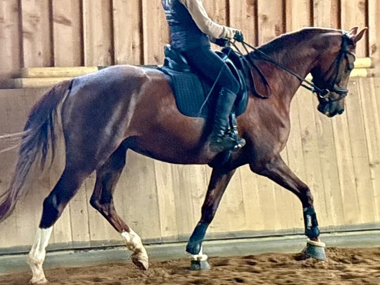 Westfaliano Yegua 5 años 170 cm Alazán-tostado in Bad Wörishofen