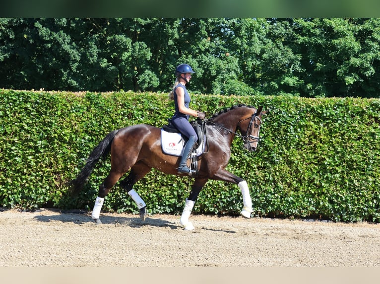 Westfaliano Yegua 5 años 170 cm Castaño oscuro in Fröndenberg