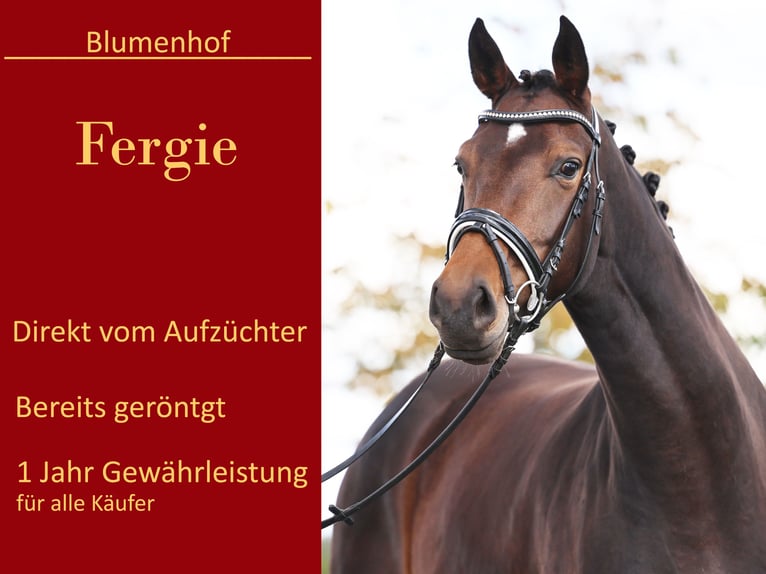Westfaliano Yegua 5 años 170 cm Castaño oscuro in Loewenberger Land, 30 min von Berlin