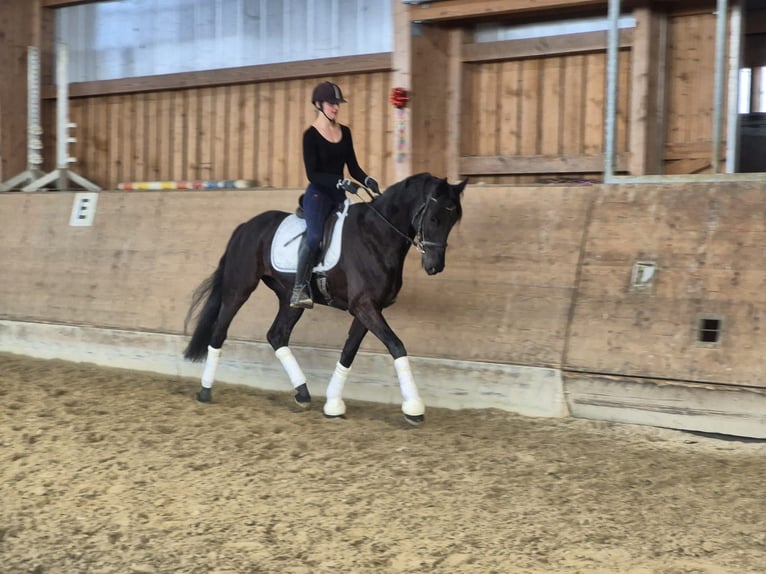 Westfaliano Yegua 5 años 170 cm Negro in Mitterberg