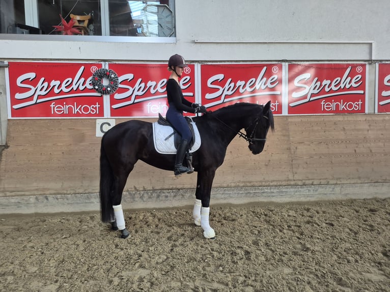 Westfaliano Yegua 5 años 170 cm Negro in Mitterberg