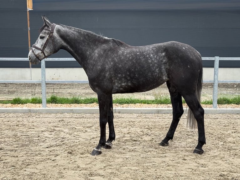 Westfaliano Yegua 5 años 170 cm Tordillo negro in Kamenz