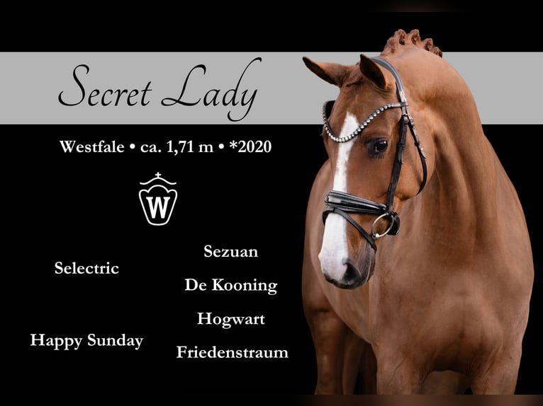 Westfaliano Yegua 5 años 171 cm Alazán in Wehringen