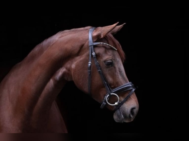 Westfaliano Yegua 5 años 171 cm Alazán-tostado in Münster