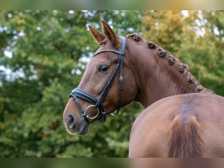 Westfaliano Yegua 5 años 171 cm Alazán-tostado in Münster