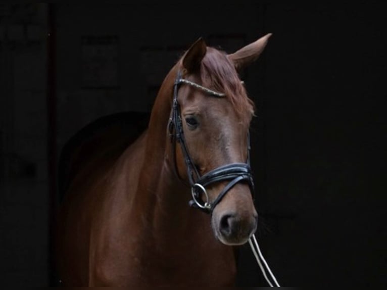 Westfaliano Yegua 5 años 171 cm Alazán-tostado in Münster