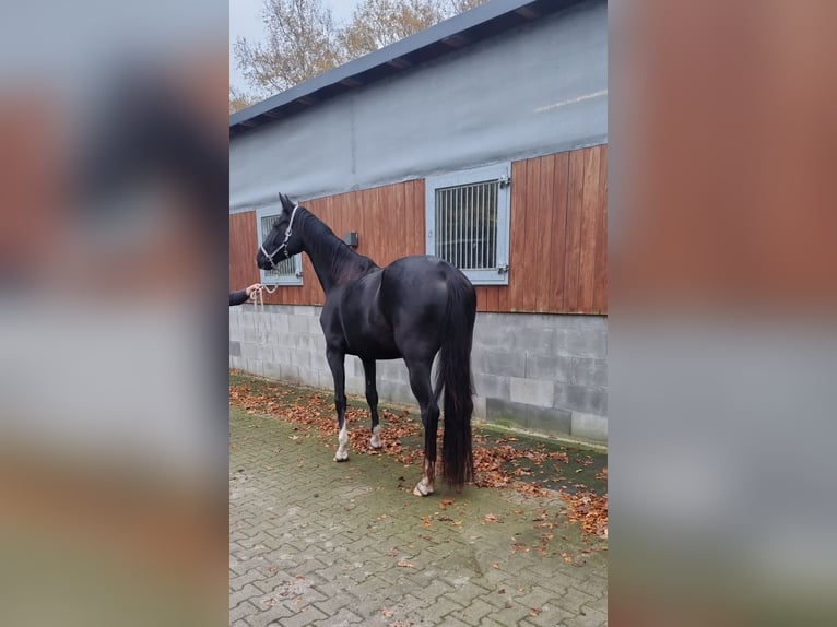 Westfaliano Yegua 5 años 172 cm Negro in Moorweg