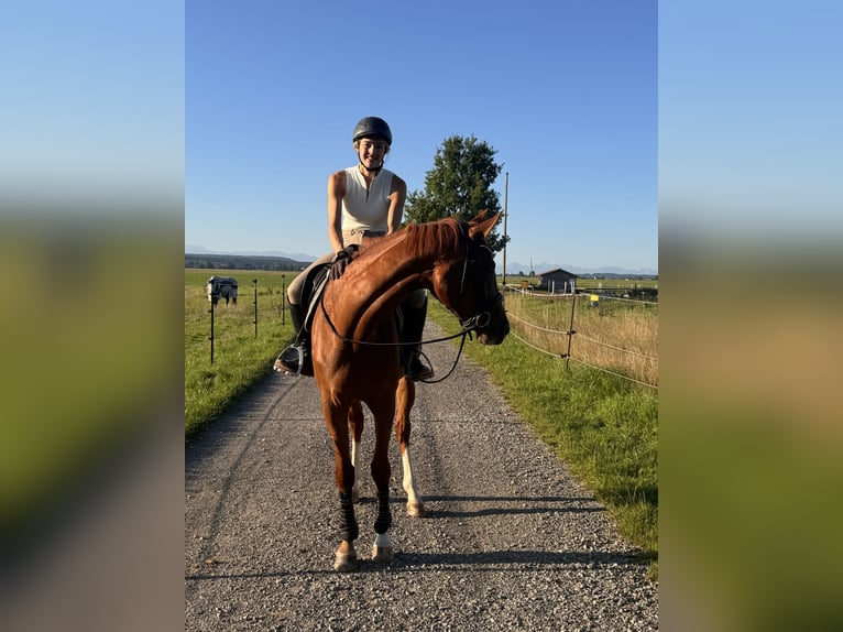 Westfaliano Yegua 5 años 173 cm Alazán in Kaufbeuren