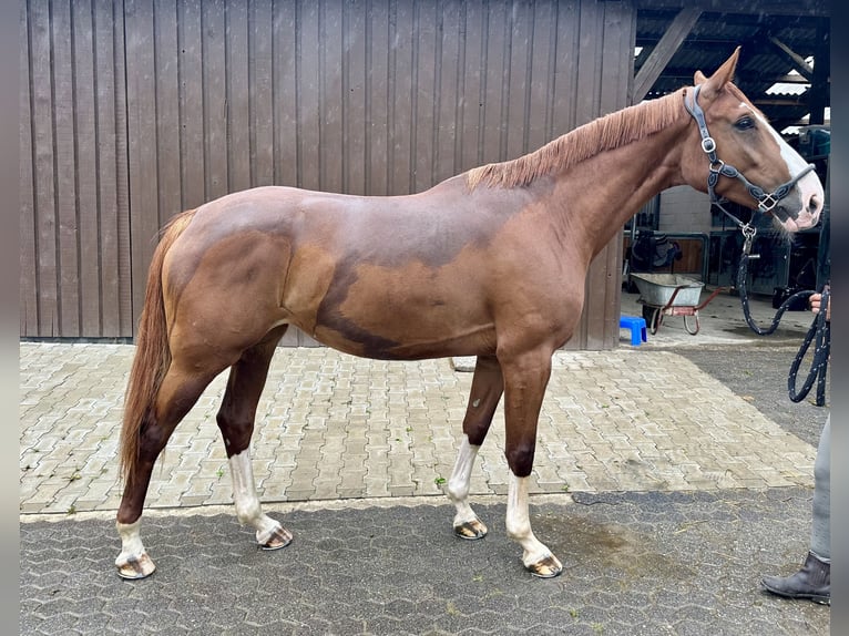 Westfaliano Yegua 5 años 173 cm Alazán in K&#xFC;rten