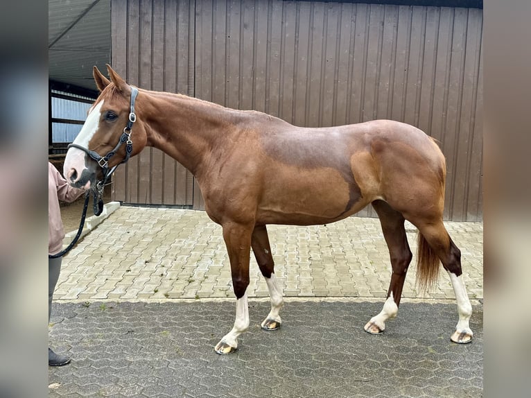 Westfaliano Yegua 5 años 173 cm Alazán in K&#xFC;rten