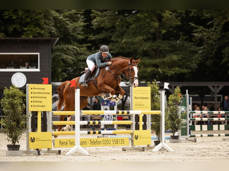 Westfaliano Yegua 5 años 173 cm Alazán in K&#xFC;rten