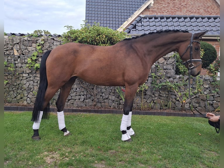 Westfaliano Yegua 5 años 173 cm Castaño in Bramsche