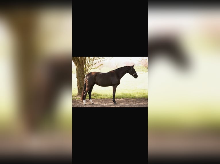 Westfaliano Yegua 5 años 173 cm Negro in Dorsten