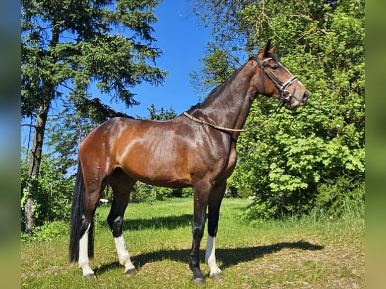 Westfaliano Yegua 5 años 174 cm Castaño in Dieblich